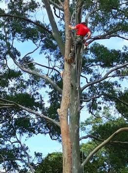 tree trimming services toowoomba.